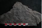 Foto (Detailansicht) von Callipteris sp.  (NHMW-GEO-2024-0188-10915)